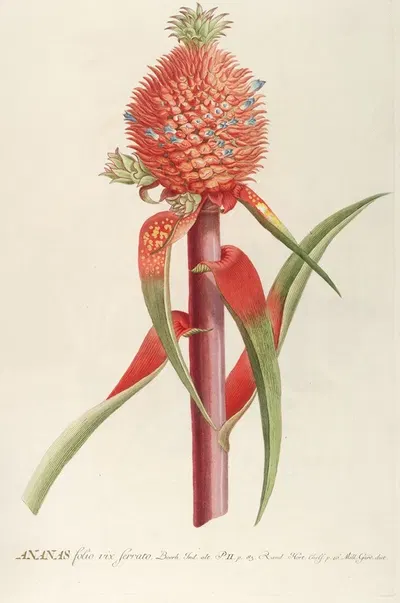 Ananas II by Georg Dionysius Ehret, 1750-1773 — digital art print download