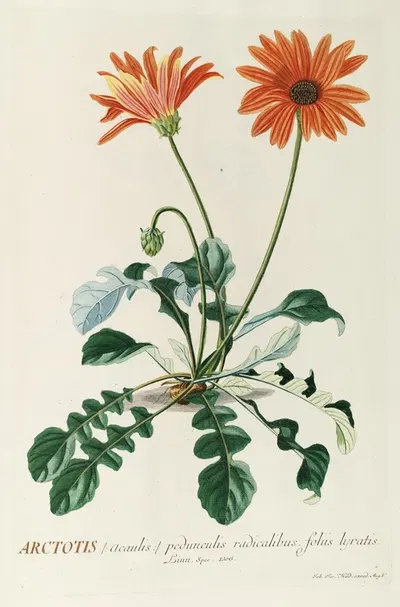 Arctotis by Georg Dionysius Ehret, 1750-1773 — digital art print download