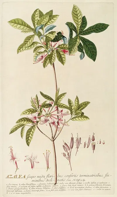 Azalea by Georg Dionysius Ehret, 1750-1773 — digital art print download