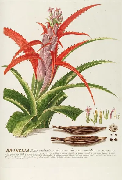 Bromelia by Georg Dionysius Ehret, 1750-1773 — digital art print download
