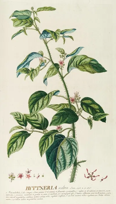 Byttneria by Georg Dionysius Ehret, 1750-1773 — digital art print download
