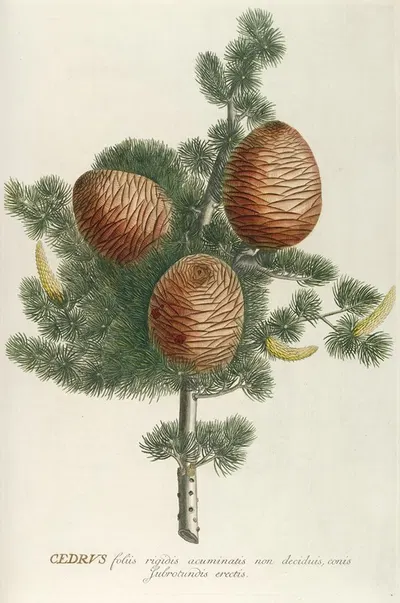 Cedrus by Georg Dionysius Ehret, 1750-1773 — digital art print download