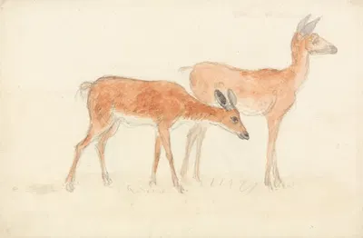 American Deer by Энтони Дэвис — digital art print download