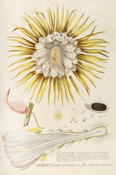 Cereus IV by Georg Dionysius Ehret, 1750-1773 — digital art print download