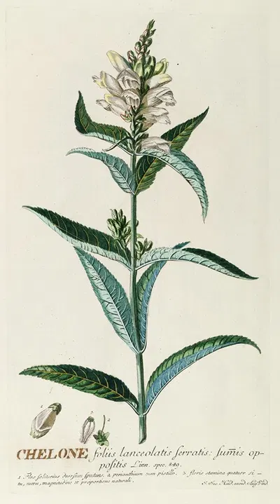 Chelone by Georg Dionysius Ehret, 1750-1773 — digital art print download