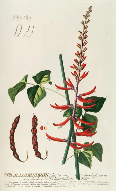 Corallodendron II by Georg Dionysius Ehret, 1750-1773 — digital art print download