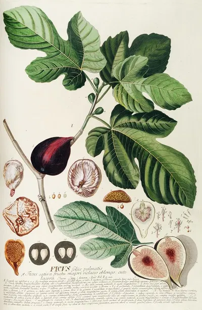 Ficus II by Georg Dionysius Ehret, 1750-1773 — digital art print download