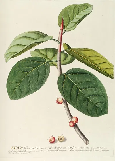 Ficus by Georg Dionysius Ehret, 1750-1773 — digital art print download