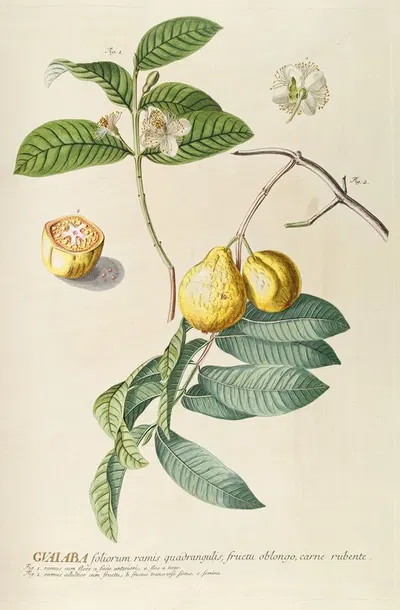 Guaiaba by Georg Dionysius Ehret, 1750-1773 — digital art print download