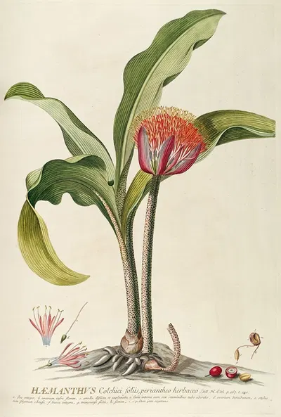 Haemanthus by Georg Dionysius Ehret, 1750-1773 — digital art print download