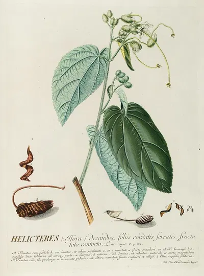 Helicteres by Georg Dionysius Ehret, 1750-1773 — digital art print download