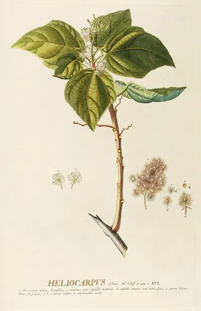 Heliocarpus by Georg Dionysius Ehret, 1750-1773 — digital art print download