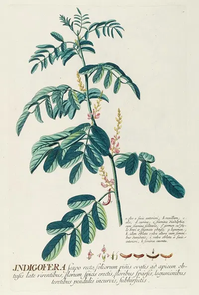 Indigofera II by Georg Dionysius Ehret, 1750-1773 — digital art print download