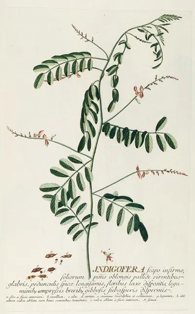 Indigofera III by Georg Dionysius Ehret, 1750-1773 — digital art print download