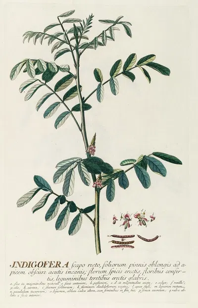 Indigofera by Georg Dionysius Ehret, 1750-1773 — digital art print download