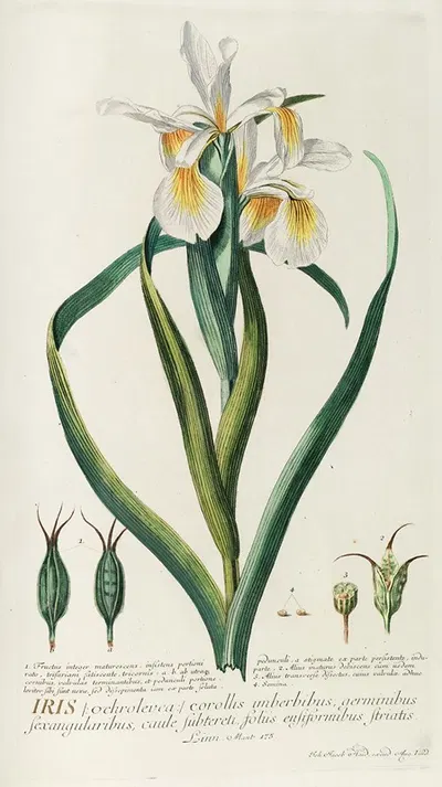 Iris by Georg Dionysius Ehret, 1750-1773 — digital art print download