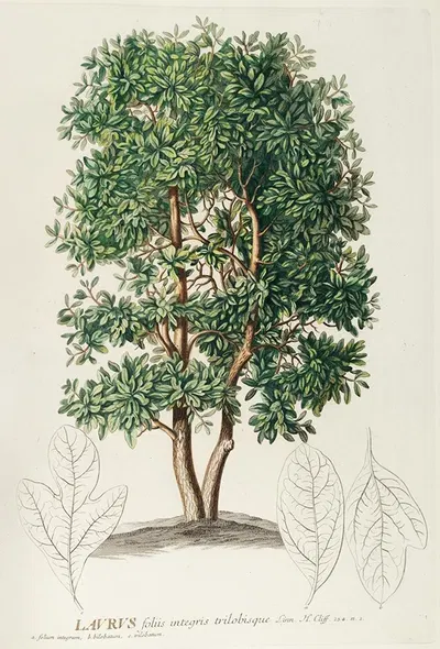 Laurus by Georg Dionysius Ehret, 1750-1773 — digital art print download