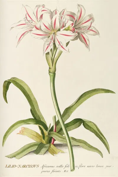Lilio-Narcissus by Georg Dionysius Ehret, 1750-1773 — digital art print download