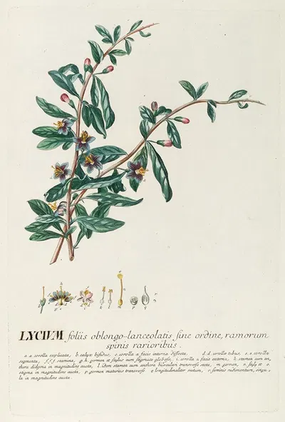 Lycium by Georg Dionysius Ehret, 1750-1773 — digital art print download
