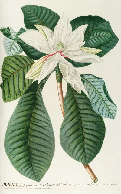 Magnolia III by Georg Dionysius Ehret, 1750-1773 — digital art print download