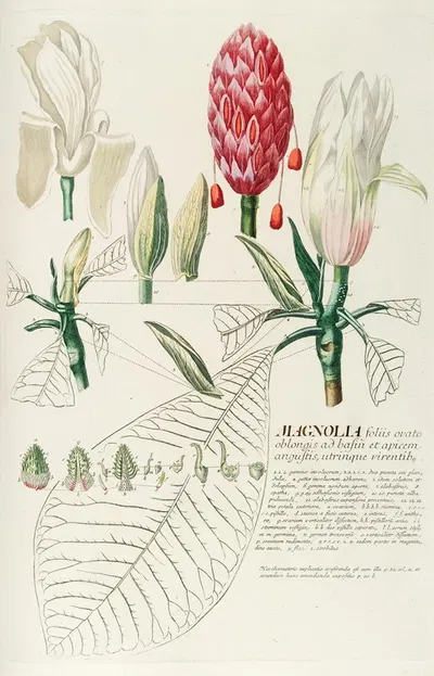 Magnolia IV by Georg Dionysius Ehret, 1750-1773 — digital art print download