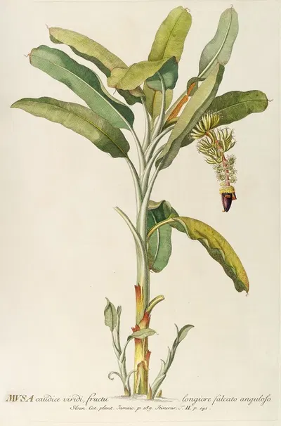 Musa by Georg Dionysius Ehret, 1750-1773 — digital art print download