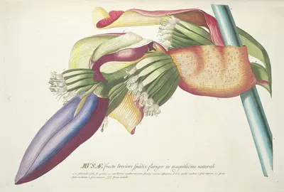 Musae III by Georg Dionysius Ehret, 1750-1773 — digital art print download