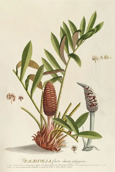 Palmifolia by Georg Dionysius Ehret, 1750-1773 — digital art print download