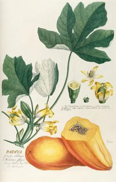 Papaya by Georg Dionysius Ehret, 1750-1773 — digital art print download