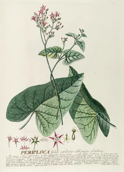 Periploca by Georg Dionysius Ehret, 1750-1773 — digital art print download