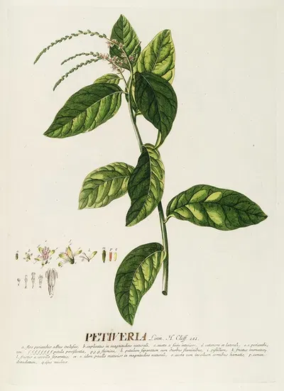 Petiveria by Georg Dionysius Ehret, 1750-1773 — digital art print download