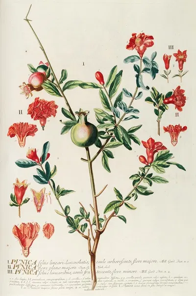 Punica by Georg Dionysius Ehret, 1750-1773 — digital art print download