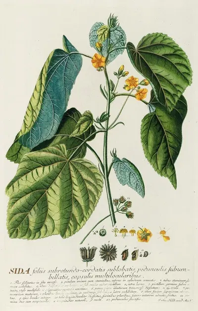 Sida by Georg Dionysius Ehret, 1750-1773 — digital art print download