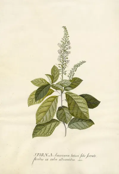 Spiraea by Georg Dionysius Ehret, 1743 — digital art print download