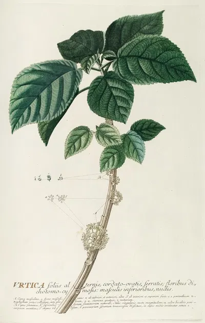 Urtica by Georg Dionysius Ehret, 1750-1773 — digital art print download