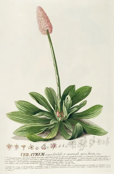 Veratrum by Georg Dionysius Ehret, 1750-1773 — digital art print download