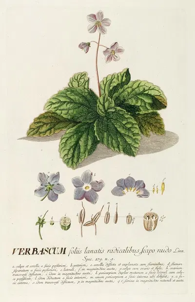 Verbascum by Georg Dionysius Ehret, 1750-1773 — digital art print download