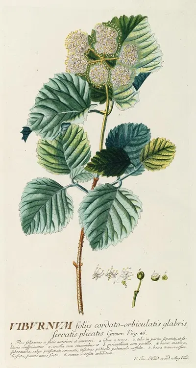 Viburnum by Georg Dionysius Ehret, 1750-1773 — digital art print download