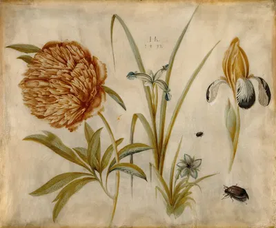 Flowers and Beetles by Ганс Хофман, 1582 — digital art print download