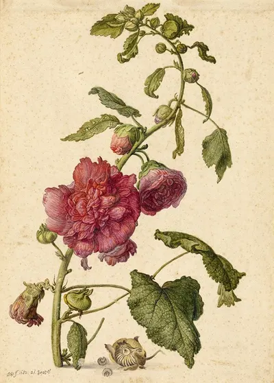A Hollyhock by Херман Сафлевен, 1682 — digital art print download