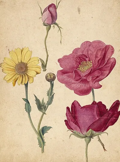 A Sheet of Studies with French Roses and an Oxeye Daisy by Jacques Le Moyne de Morgues — digital art print download