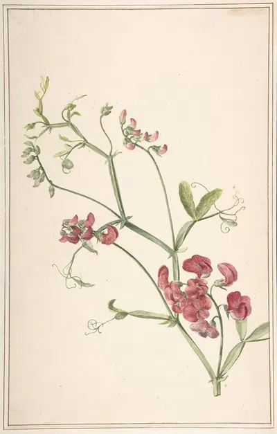 Perennial Pea by Jan Jansz. van der Vinne, 1749–1805 — digital art print download
