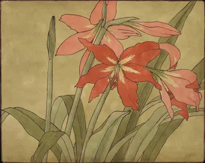 Amaryllis by Ханна Боргер Овербек — digital art print download