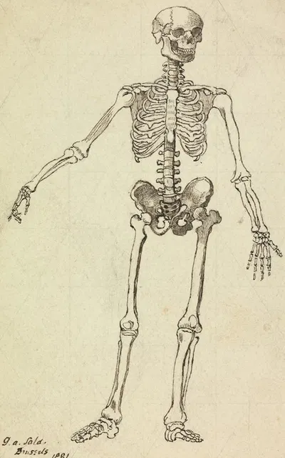 Drawing of a Skeleton by George Augustus Sala, 1881 — digital art print download