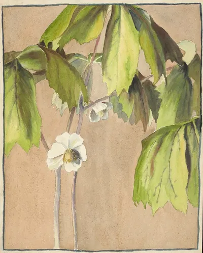 May Apple by Hannah Borger Overbeck — digital art print download