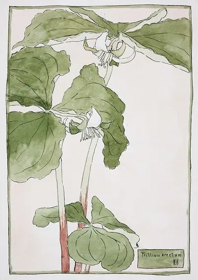 Trillium Erectum by Ханна Боргер Овербек — digital art print download