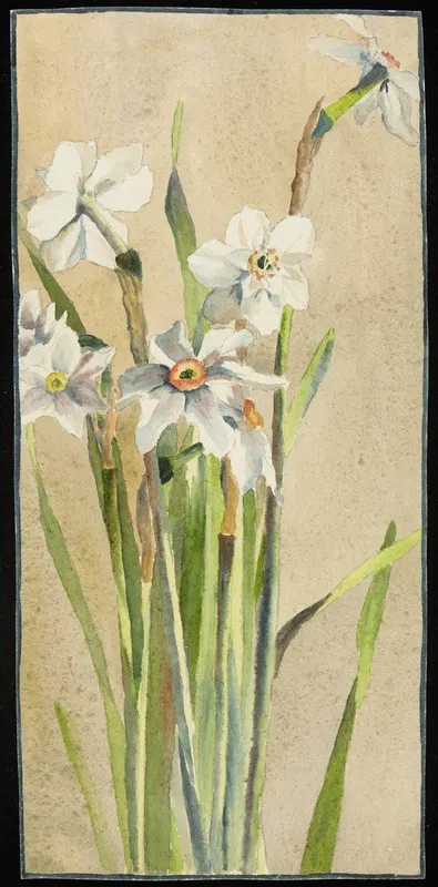 White Narcissus with Gray Accents by Hannah Borger Overbeck — digital art print download