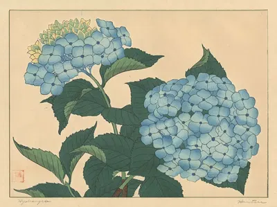 Hydrangea by Sakai Hōitsu — digital art print download