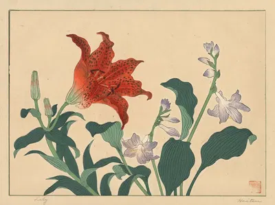 Lily by Сакаи Хо̄ицу — digital art print download