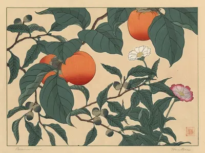 Persimmon by Сакаи Хо̄ицу — digital art print download